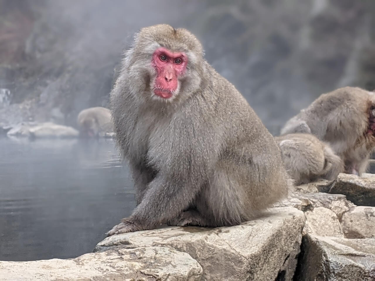 Snow Monkey Hierarchy: The Top Monkeys - SNOW MONKEY RESORTS